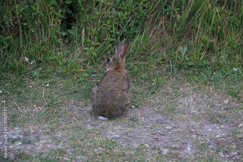 Young European hare at White Cliffs of Dover, England Great Britain