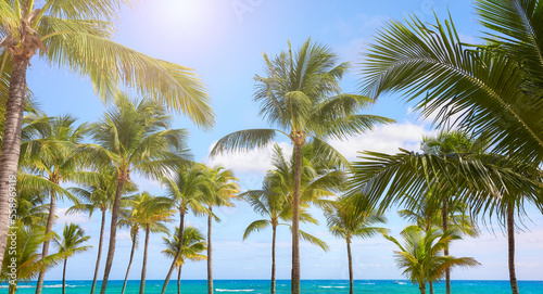 Coconut palm trees on a Caribbean beach  Mexico.