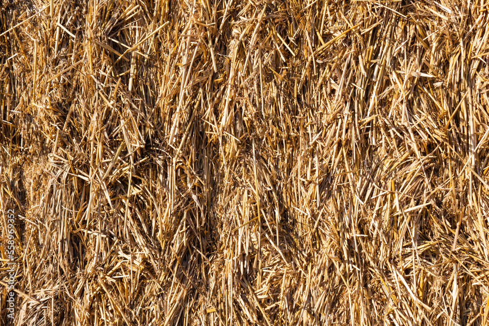 golden wheat straw bale textured background golden wheat straw bale textured background