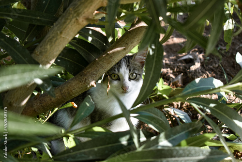 cat on tree