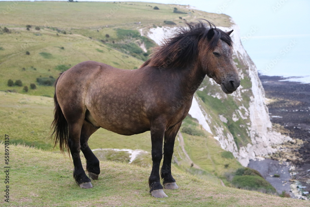 Fototapeta premium Brown horse at White Cliffs of Dover, England Great Britain