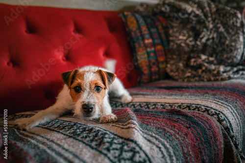 Jack Russel Terrier puppy dog sitting on a blanket on a red couch in a living room © Dustin