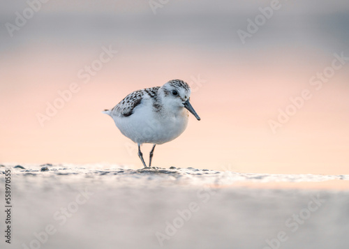 Sanderling (Calidris alba) is a small wading bird of the Scolopacidae family. Sanderling - at the sea shore on autumn migration way. photo