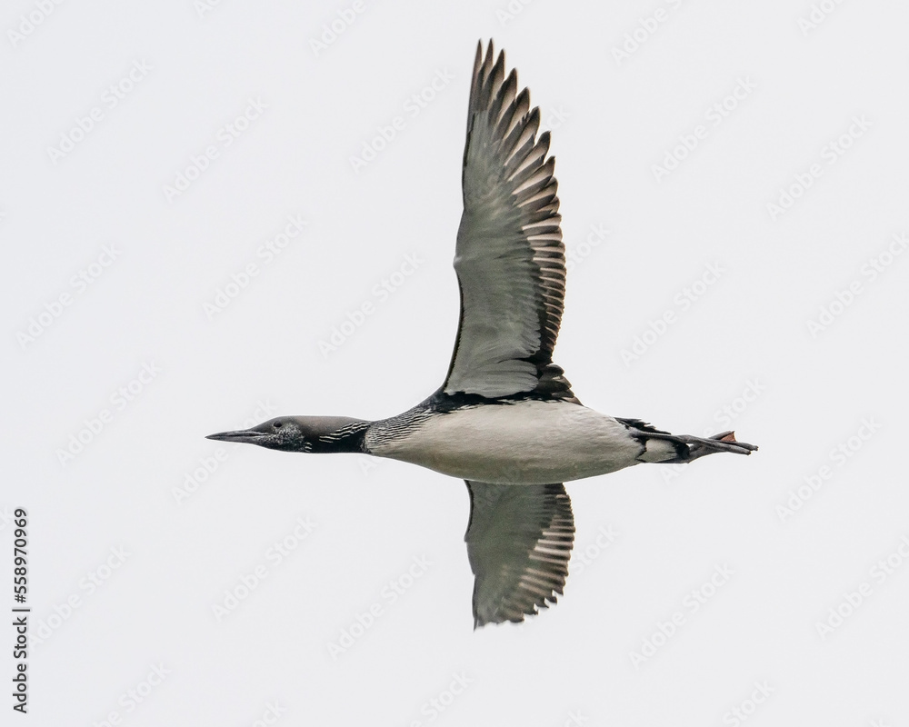 Obraz premium Black-throated loon (Gavia arctica), also known as the Arctic loon and the black-throated diver, is a bird of the Gaviidae family. Black-throated loon in flight.