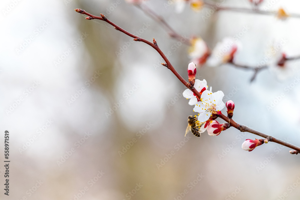 Cherry plum branch with flowers and a bee on the flower. Cherry plum blossoms Cherry plum branch with flowers and a bee on the flower. Cherry plum blossoms