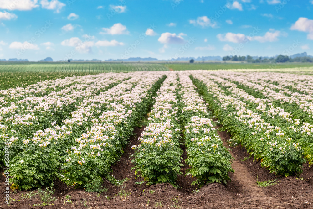 A farm field with rows of potatoes in bloom. Flowering potatoes. Growing potatoes