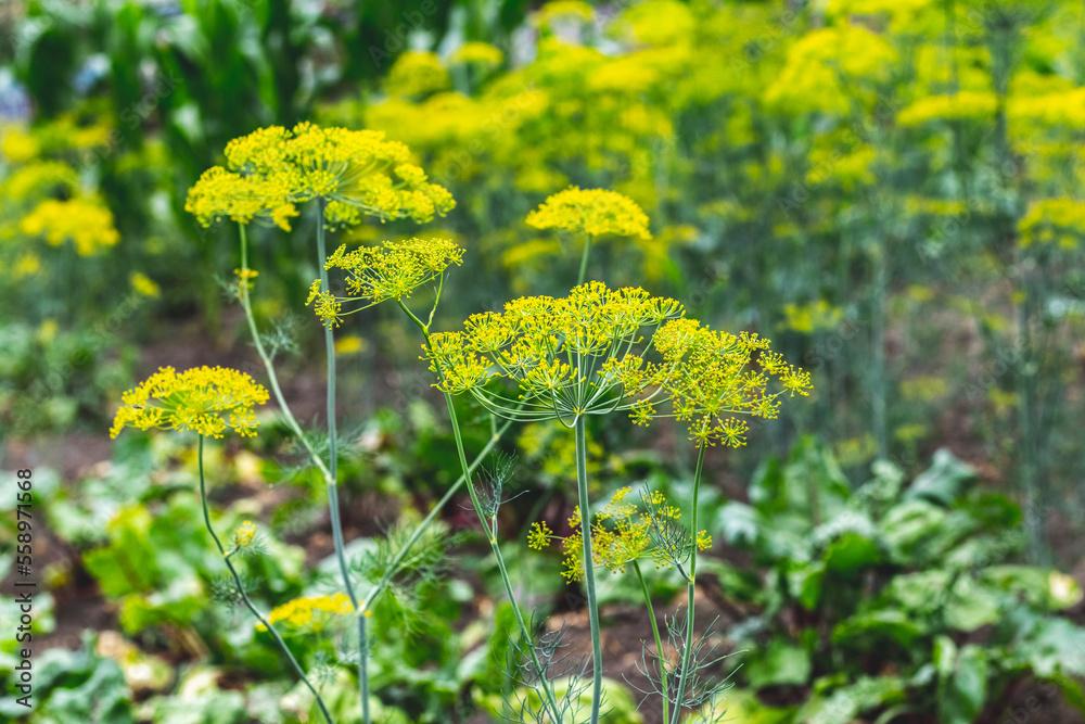 Obraz premium Dill on the beds. Dill inflorescence in the field, growing dill