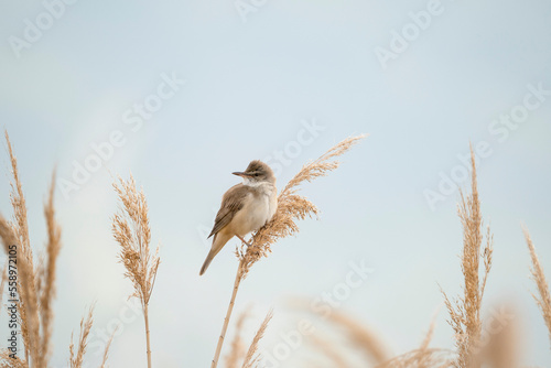 Great reed warbler (Acrocephalus arundinaceus) is a passerine bird of the Acrocephalidae family photo