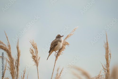Great reed warbler (Acrocephalus arundinaceus) is a passerine bird of the Acrocephalidae family. photo