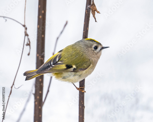 Goldcrest (Regulus regulus) is a very small passerine bird in the Regulidae family. Goldcrest portrait in natural biotope.