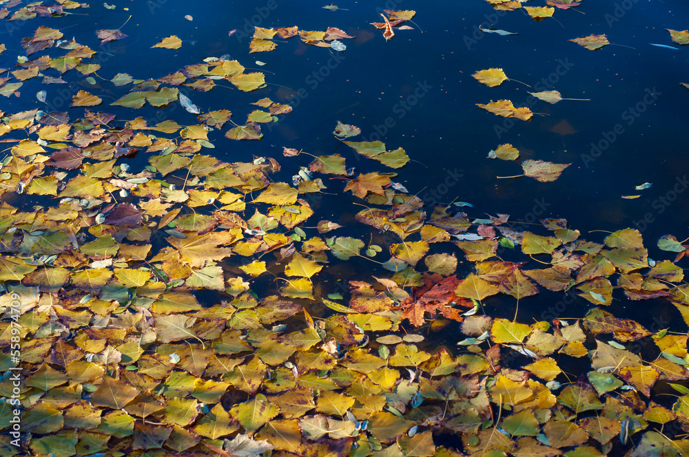 Yellow autumn leaves float on the surface of the water. Smooth lake on a sunny day Yellow autumn leaves float on the surface of the water. Smooth lake on a sunny day