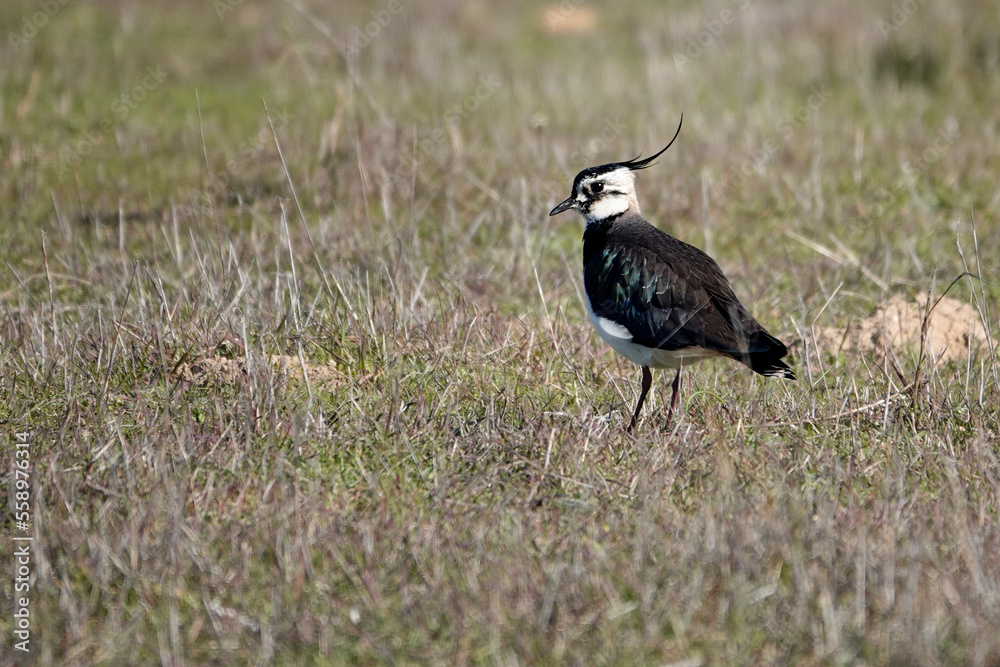 Obraz premium Kiebitz&nbsp;(Vanellus vanellus)