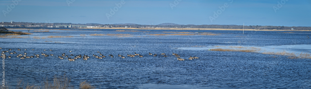 Geese swimming in Joppa flats water, Plum Island Turnpike, Newburyport, Massachusetts