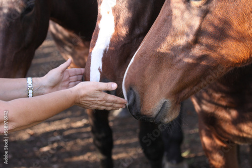 Horses in Souvigny farm, allier , france