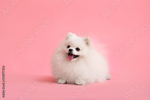 Dog breed pomeranian spitz funny sits on a pink background