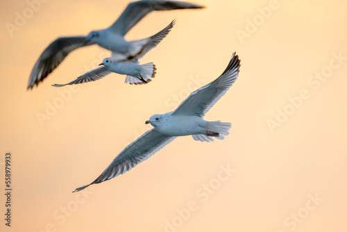 Black-headed gull (Chroicocephalus ridibundus) is a small gull that breeds in much of the Palearctic. Black-headed gulls fly against the background of the burning evening sky. © ihorhvozdetskiy