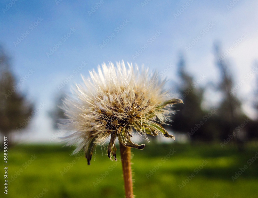 Dandelion Seed Blowing in the Wind