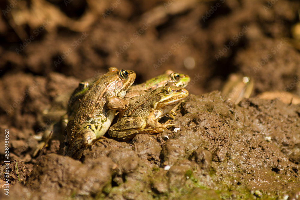 Group of frogs gathering together Group of frogs gathering together