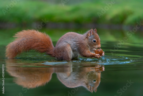  Eurasian red squirrel (Sciurus vulgaris) eating a walnut in a pool of water in the forest of Noord Brabant in the Netherlands. Green background. 