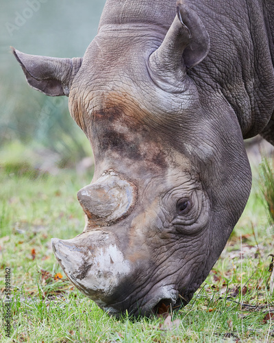 Close-up portrait of the head of a grass grazing Black Rhinoceros