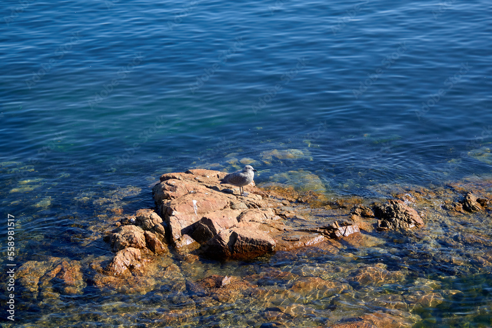 One Gull on a Rock Surrounded by Ocean