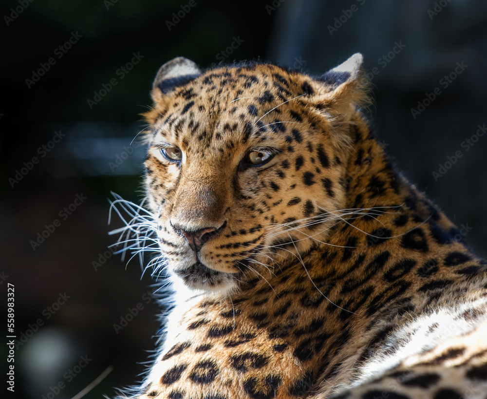 leopard in zoo leopard in zoo