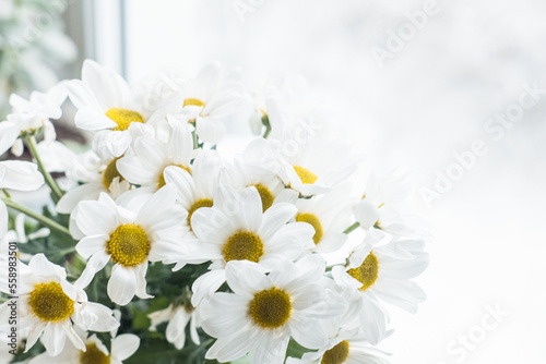 a bouquet of white daisies close-up by the window against the backdrop of snow