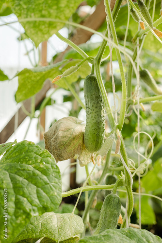 cucumber hanging on a branch and growing in a greenhouse close-up