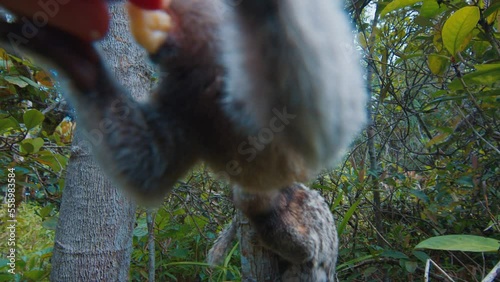 Goeldi monkey approaches the camera. Marmoset monkey super close up photo