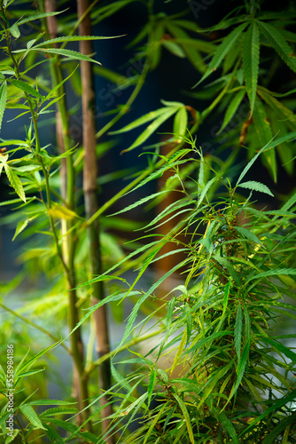 Hemp bushes grow in the room. Marijuana grows in pots on the windowsill at home. Cannabis plantations in the Chui valley. Leaves of narcotic plants for making marijuana.