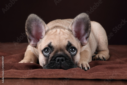 Cute little french bulldog puppy. Funny Puppy © adyafoto