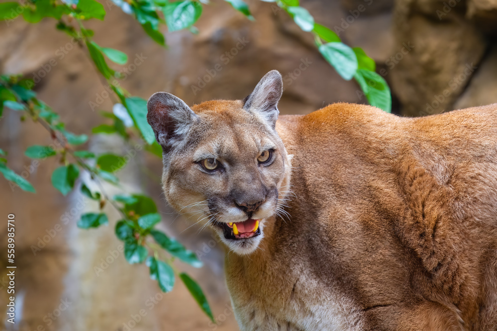 Naklejka premium portrait of a lion