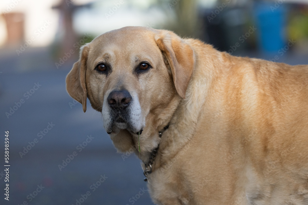 portrait of a retriever, golden retriever portrait, golden retriever dog portrait of a retriever, golden retriever portrait, golden retriever dog