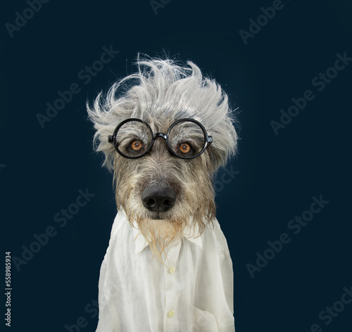 Canvas Print Dog celebrating carnival, hallowen or new year party dressed as einstein