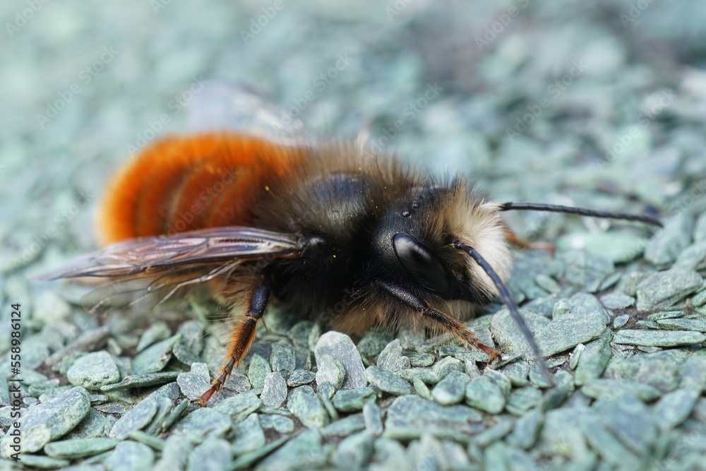 Macro shot of a colorful, fresh emerged male Osmia cornuta, the European orchard bee. Macro shot of a colorful, fresh emerged male Osmia cornuta, the European orchard bee.