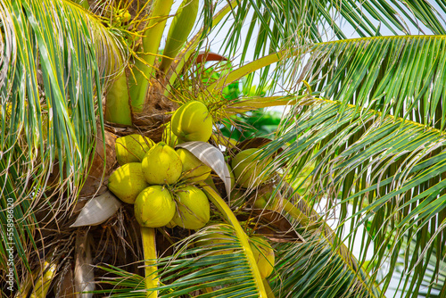 Coconuts on a palm tree. Fruits of coconuts grow on a tree. Harvest of tropical fruits.