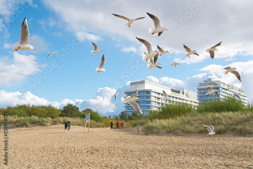 Möwen und Urlauber am Strand von Swinoujscie an der polnischen Ostseeküste  photo