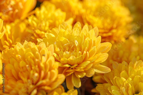 beautiful bushes of yellow chrysanthemum flowers