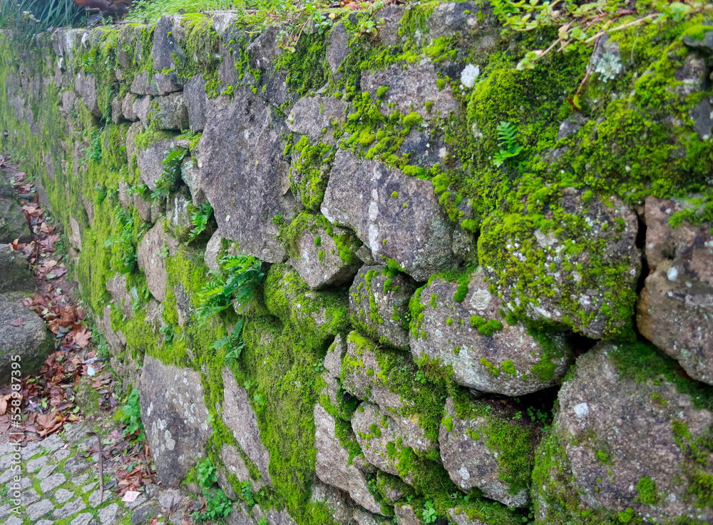 An old stone wall overgrown with moss An old stone wall overgrown with moss