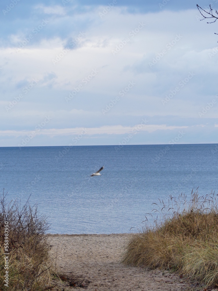 seagulls on the beach at the lübecker bucht