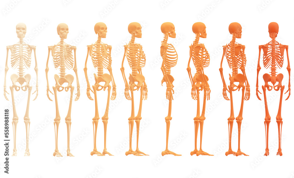 skull, human skeleton skull, human skeleton