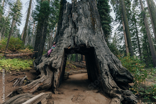 Yosemite National Park, USA- October 2022: View of the dead tunnel tree in Tuolumne Grove