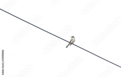 Eastern Phoebe, Sayornis phoebe,  perched on power line