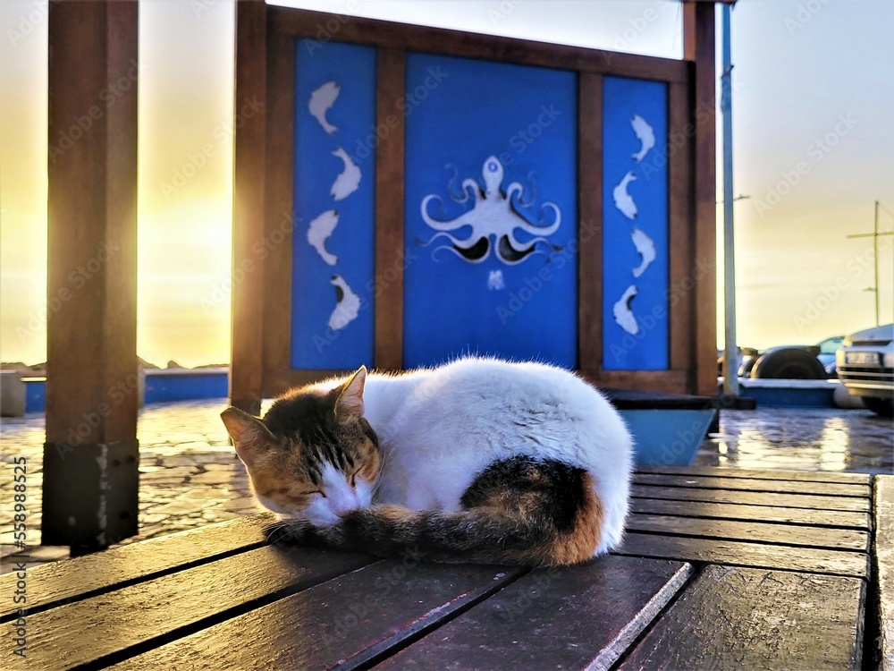 Kot, Ayia Napa, Cypr