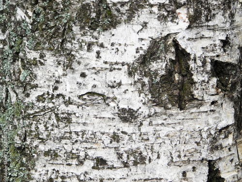 Old birch bark close-up photo.