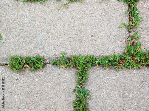 Small plants growing between concrete blocks.