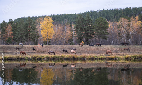 Horses on the shore Belaya river