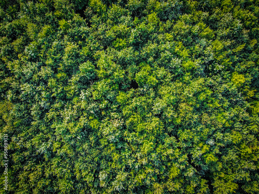 Aerial photo of a forest with green trees. Usable as background with space for text