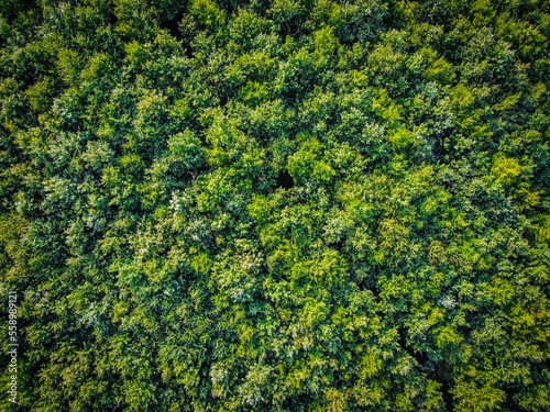 Aerial photo of a forest with green trees. Usable as background with space for text © just.kev