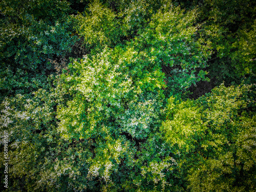 Aerial photo of a forest with green trees. Background with space for text